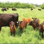 FG Plans Rehabilitation of 417 Grazing Reserves, Modern Ranches