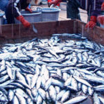 Expert Warns Against Nigeria’s Inconsistent Fish Import Policy